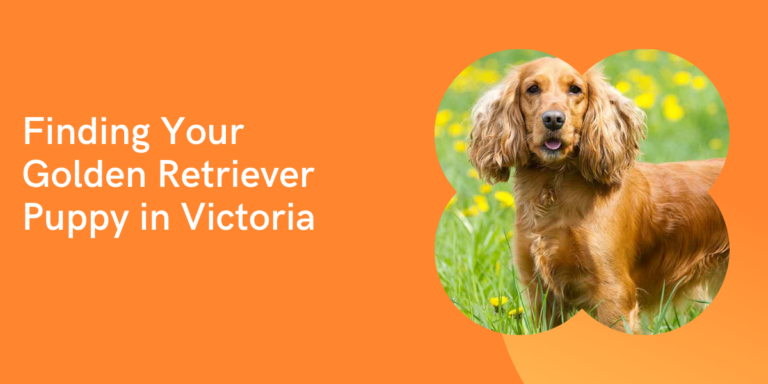 Heartfelt Companions: Finding Your Golden Retriever Puppy in Victoria