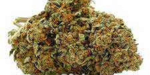 Shop Premium Marijuana Strains Online – Best Selection in Australia