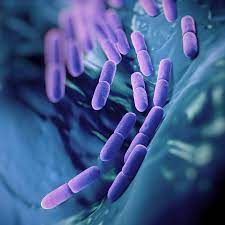 Probiotics Market Size, Share Analysis, Key Companies, and Forecast To 2030